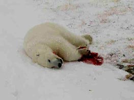 dead polar bear