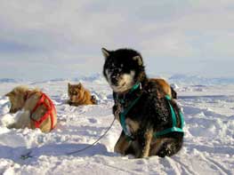 greenland-dogs